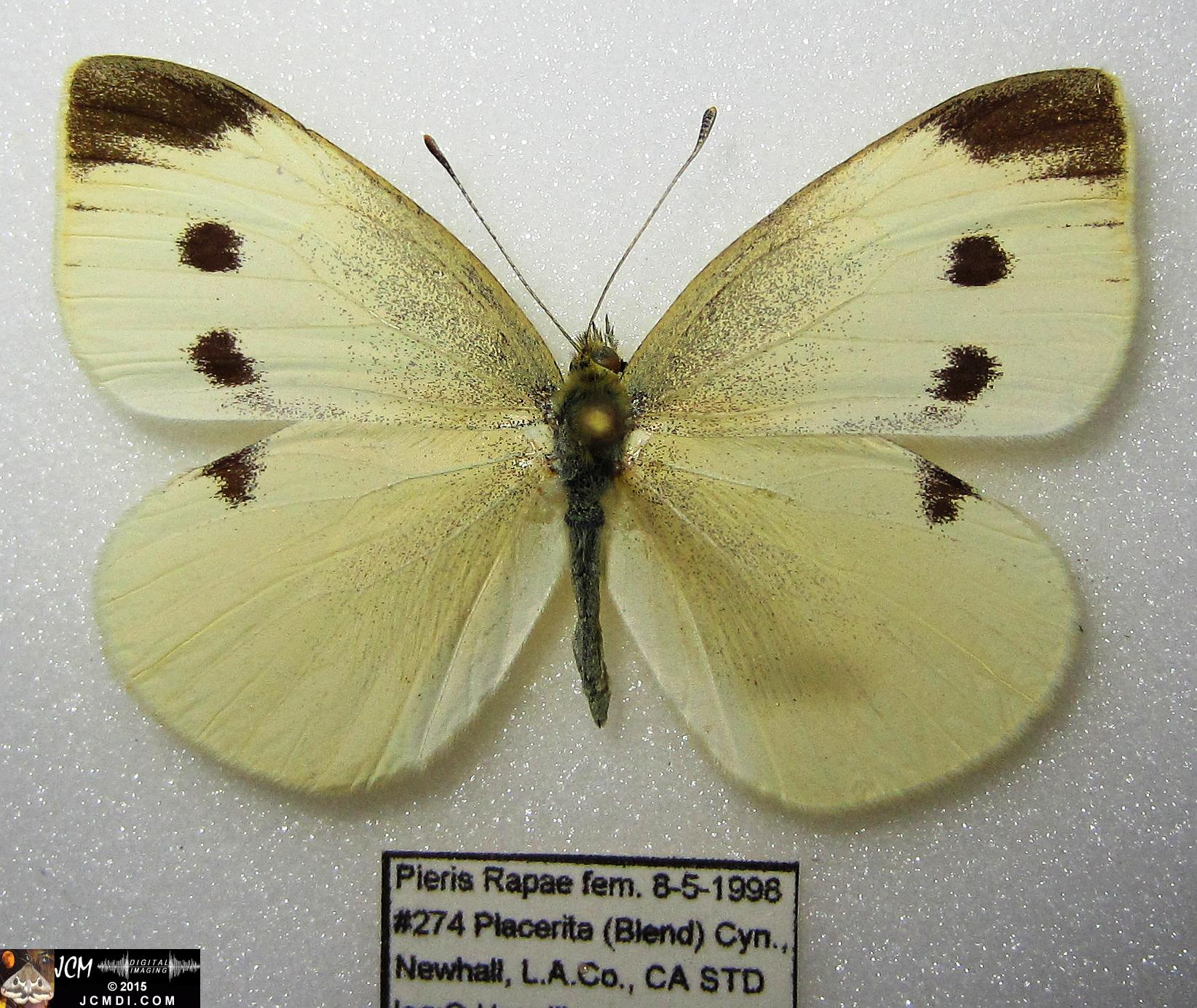 Cabbage Butterfly (Pieris rapae) adult insect, mounted female